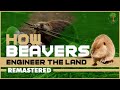 Beavers and Their Impact on Ecosystems