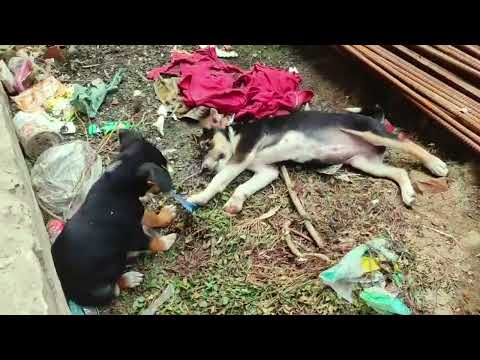 Two Street Dog Puppies Fighting & Playing Near Road