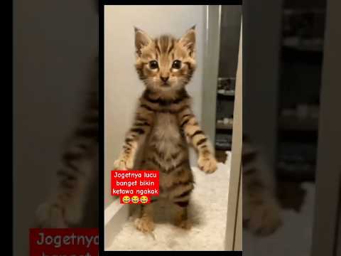 kucing keren bikin ketawa #catcomedy #catvideos