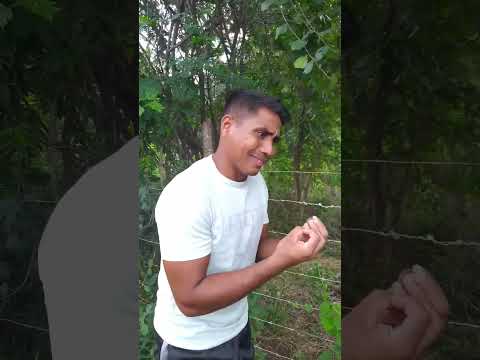 el lorito y el cuento del paraguas ?? #viral #humor #comedy #shorts