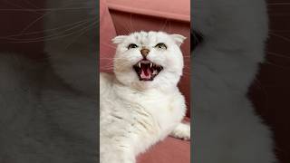 Sonya 🙀 #cat #cats