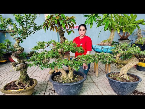 THÚY AN 21/7 chào bán nhiều loại bonsai & cây ăn trái như Vú Sữa, Thăng Long, Sam Trắng ...