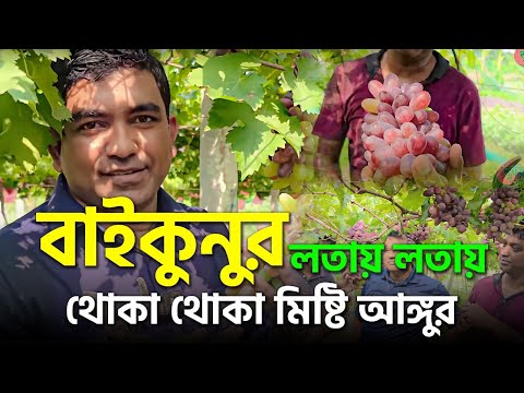 বাইকুনুর - লতায় লতায় থোকা থোকা মিষ্টি আঙ্গুর-বাংলাদেশে