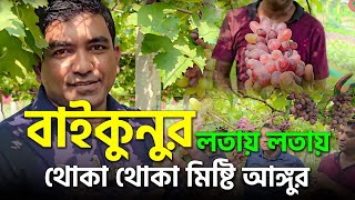 বাইকুনুর - লতায় লতায় থোকা থোকা মিষ্টি আঙ্গুর-বাংলাদেশে