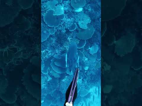 Spearfishing off a GIANT BULL SHARK