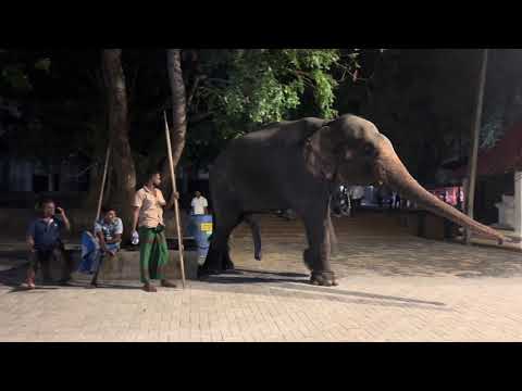 Present living elephants at Kataragama Kiri Vehera Dewalaya #elephant #kataragama #srilankanelephant