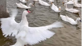 Một con vịt - Nhạc thiếu nhi cho bé