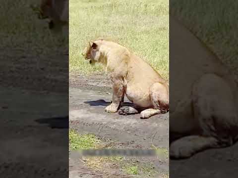 माँ की ममता को सलाम शेरनी की सच्ची कहानी 😱 | #shorts #viralvideo #animalrescue