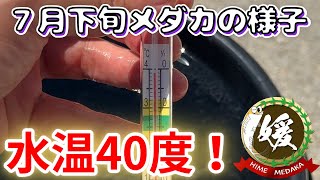 メダカの様子7月下旬～水温40度！黒バケツ実験で分かる遮光の大切さについて～【媛めだか】