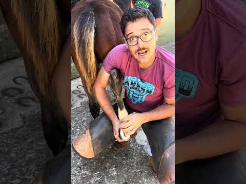 Essa égua me deu um show hahahaha #cascos #cavalo #horse #viralvideo
