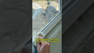 Most Dangerous Window Cleaning Job in the World? 🤔🐊#shorts #alligator