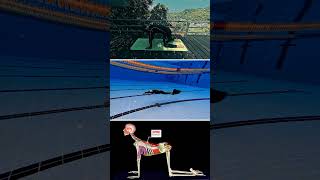Mobility for Freediving Monofin |DYN training
