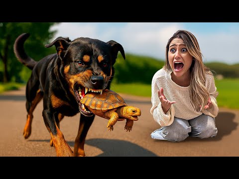 NOSSA TARTARUGA ENCONTRADA NO LIXO FOI ATACADA POR UM CACHORRO!