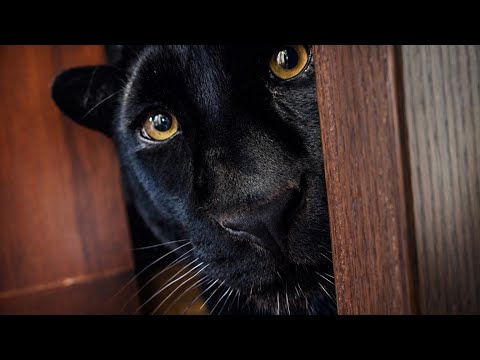 Every day is fun with Luna the panther ๐น(ENG SUB)