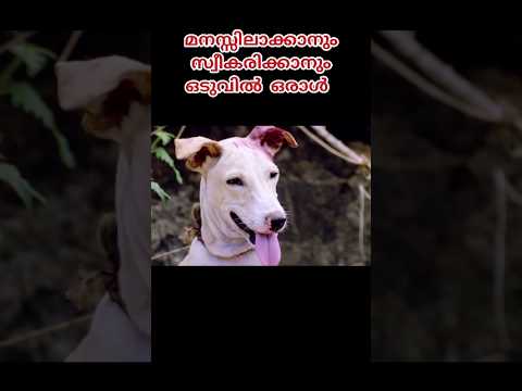 🐶 ശനിയൻ 💕