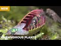 Carnivorous Plants and Their Adaptations