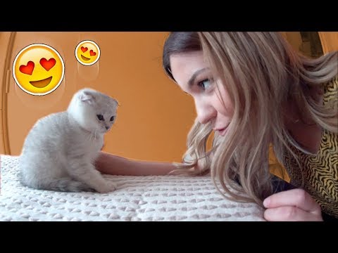 Johanna kauft 2 Baby Katzen! 😍