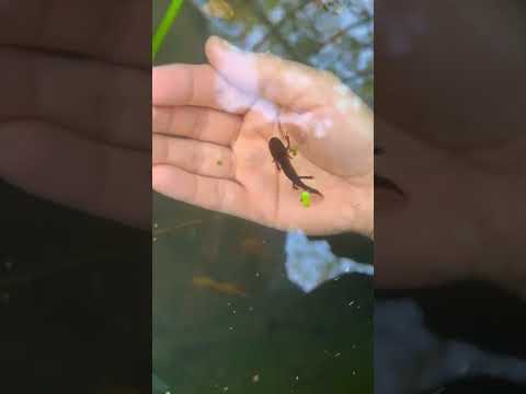 LARVA DI TRITONE NEL MIO LAGHETTO