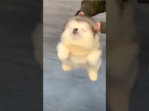 Cute Alaskan malamute puppies ❤️♥️🥰 #babyanimals