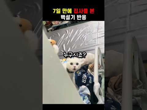 일주일 만에 집사를 본 고양이의 반응