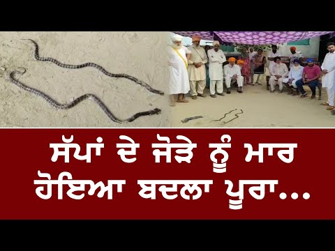 #Snake ਨੇ ਡੰਗੀਆਂ ਸਕੀਆਂ ਭੈਣਾਂ, ਪਰਿਵਾਰ ਨੇ ਲਿਆ ਬਦਲਾ