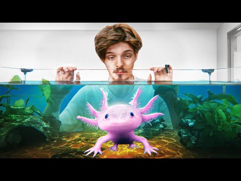 J'ai adopté un Axolotl en Vrai ! (comme dans Minecraft)