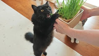 やっぱり猫との暮らしは最高に幸せ