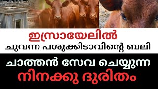 ഇസ്രായേലിൽ ചുവന്ന  പശുക്കിടാവിൻ്റെ   ബലി നടന്നു