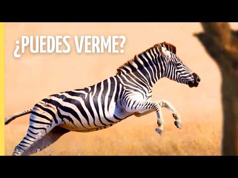 Así Engañan a sus Depredadores: El Poder del Camuflaje Animal | Episodio Completo