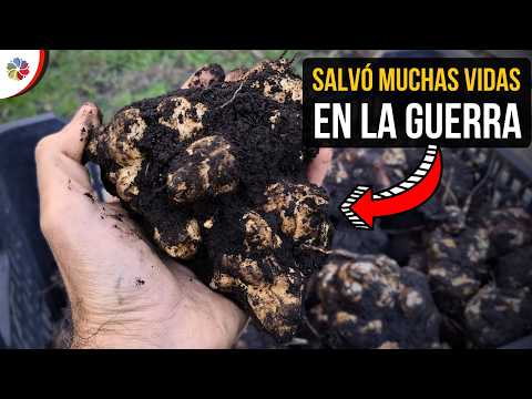 Si esta PLANTA CRECE en tu CASA, ¡NUNCA la ARRANQUES! 🥔 Salvó a mucha gente 🙏