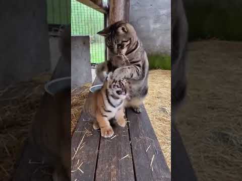 Cat Bullies a Kitten then Tiger Mom Shows Up! ๐ฏ๐ฑ#cat #tiger #viral #funny #catlovers #animallovers