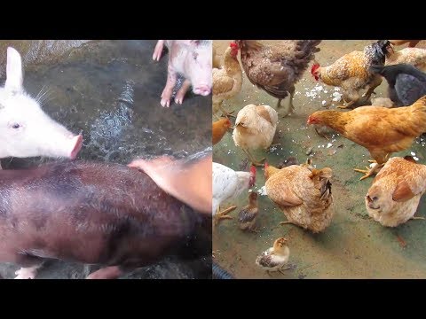 MOSTRANDO MINHAS CRIAÇÕES DO SÍTIO