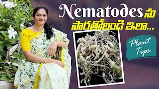 Nematode Tips/మీ మొక్కలు ఎదుగుబొదుగు లేకుండా ఉండిపోతే ఈ వీడియో మీ కోసమే .. Plant Tips@MADGARDENER 