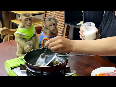 Monkey Bryyan and icy like too see mummy cooking