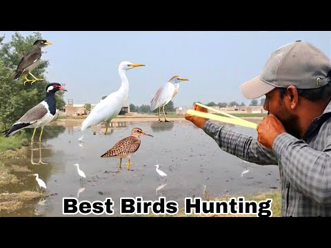 Best Hunting Birds With Slingshot ❗