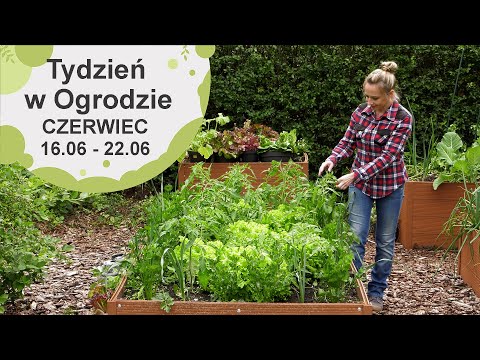Czerwiec w ogrodzie. Kalendarz ogrodnika na 16.06 -22.06. Prace ogrodnicze w czerwcu