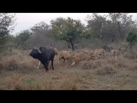 INTENSE BATTLE: 20+ Lions vs 1 Buffalo! Epic Wildlife Showdown!