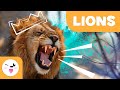 Lions: Habitat, Behavior, and Conservation