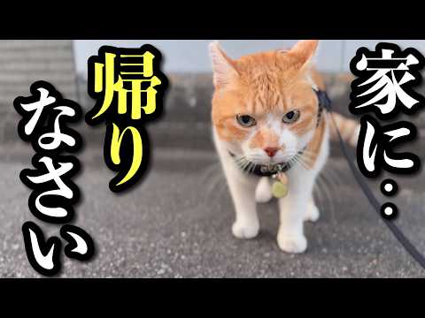 家出中のメス猫に外界の厳しさを教えるボス猫