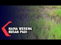 Agricultural Challenges in Lumajang
