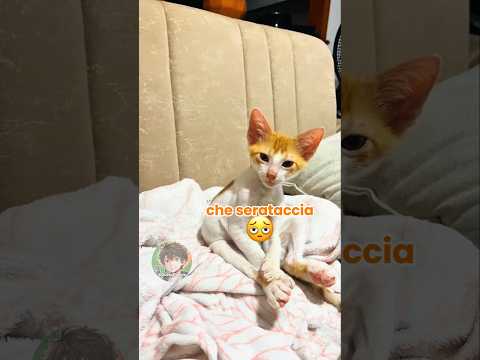 ๐ฑ Vita da gatti (PARTE 64)