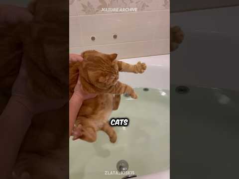 Why do cats HATE water? ?