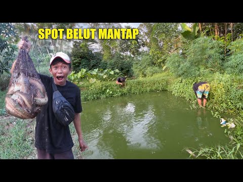 MUSIM KEMARAU MASIH BISA STRIKE BELUT BABON