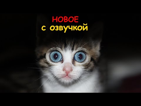 Смешные кошки С ОЗВУЧКОЙ, Приколы с котами и котиками, Новые приколы