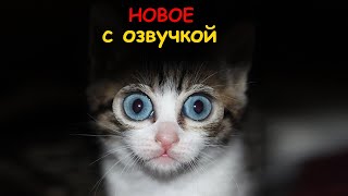 Смешные кошки С ОЗВУЧКОЙ, Приколы с котами и котиками, Новые приколы