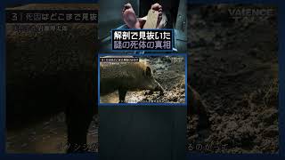 解剖で見抜いた謎の死の真相