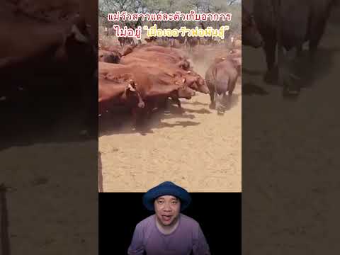 แม่วัวสาวแต่ละตัวเก็บอาการไม่อยู่เมื่อเจอวัวพ่อพันธุ์#สัตว์โลกน่ารัก