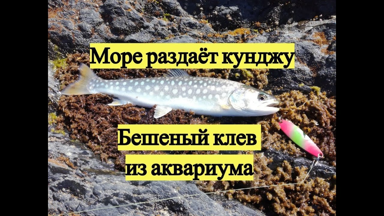 Море раздаёт кунджу. Бешеный клёв из аквариума.