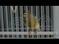 Understanding the Role of Fox P2 Gene