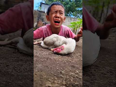 Pray for this albino chicken, even as sad tears continue to flow #shorts #chickensong